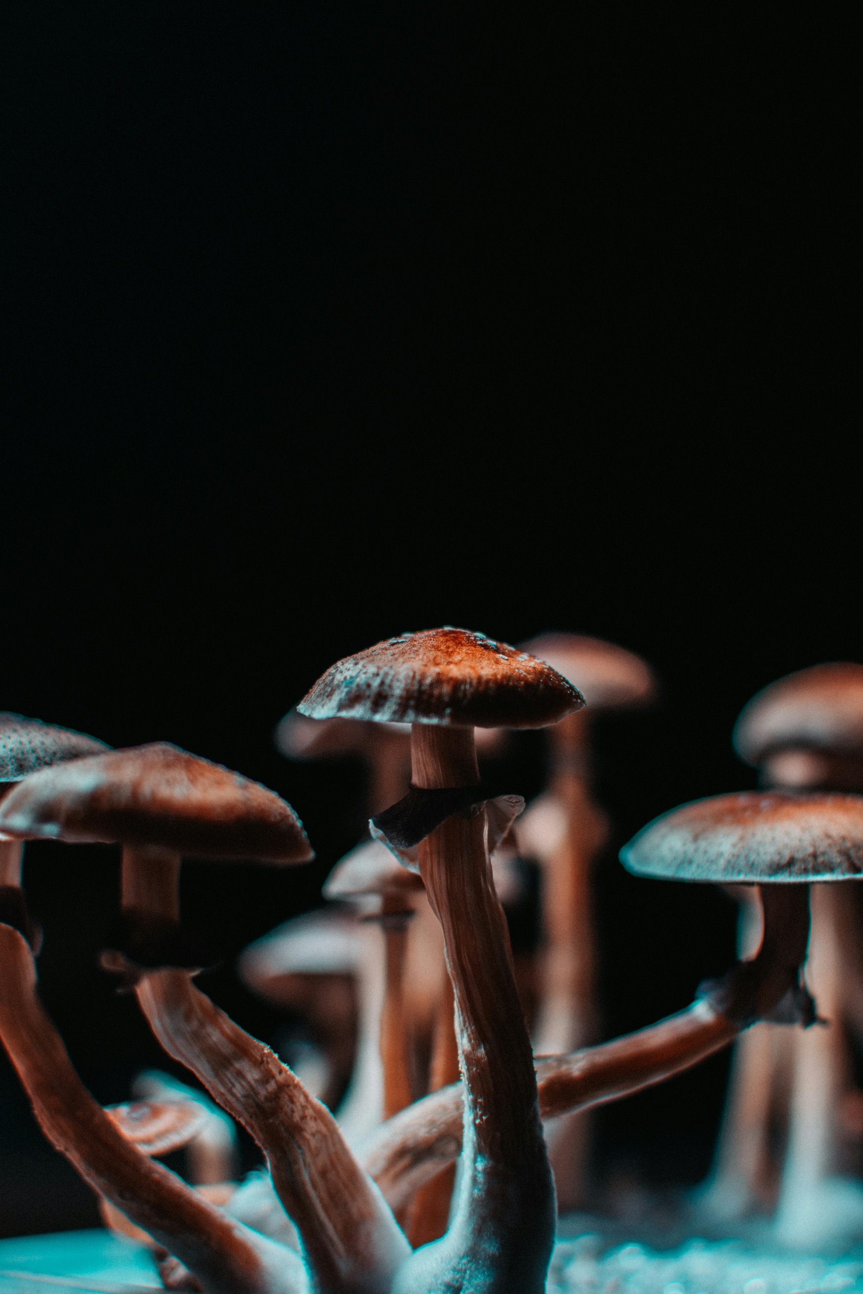 Psilocybin mushroom imagery